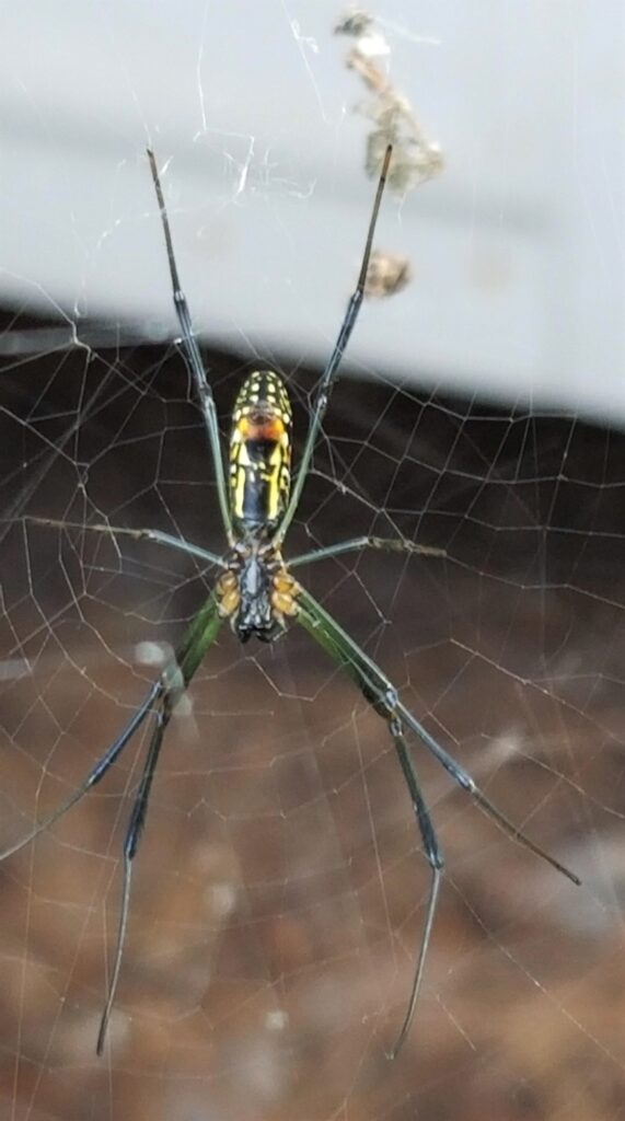 muglia-joro-spider-01B