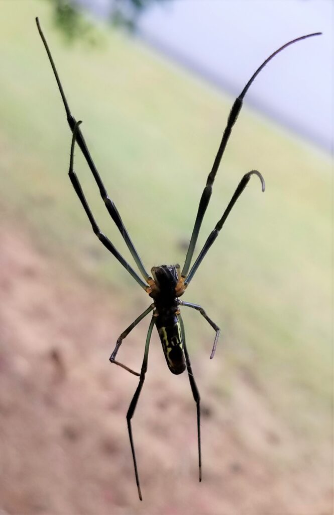 muglia-joro-spider-03b