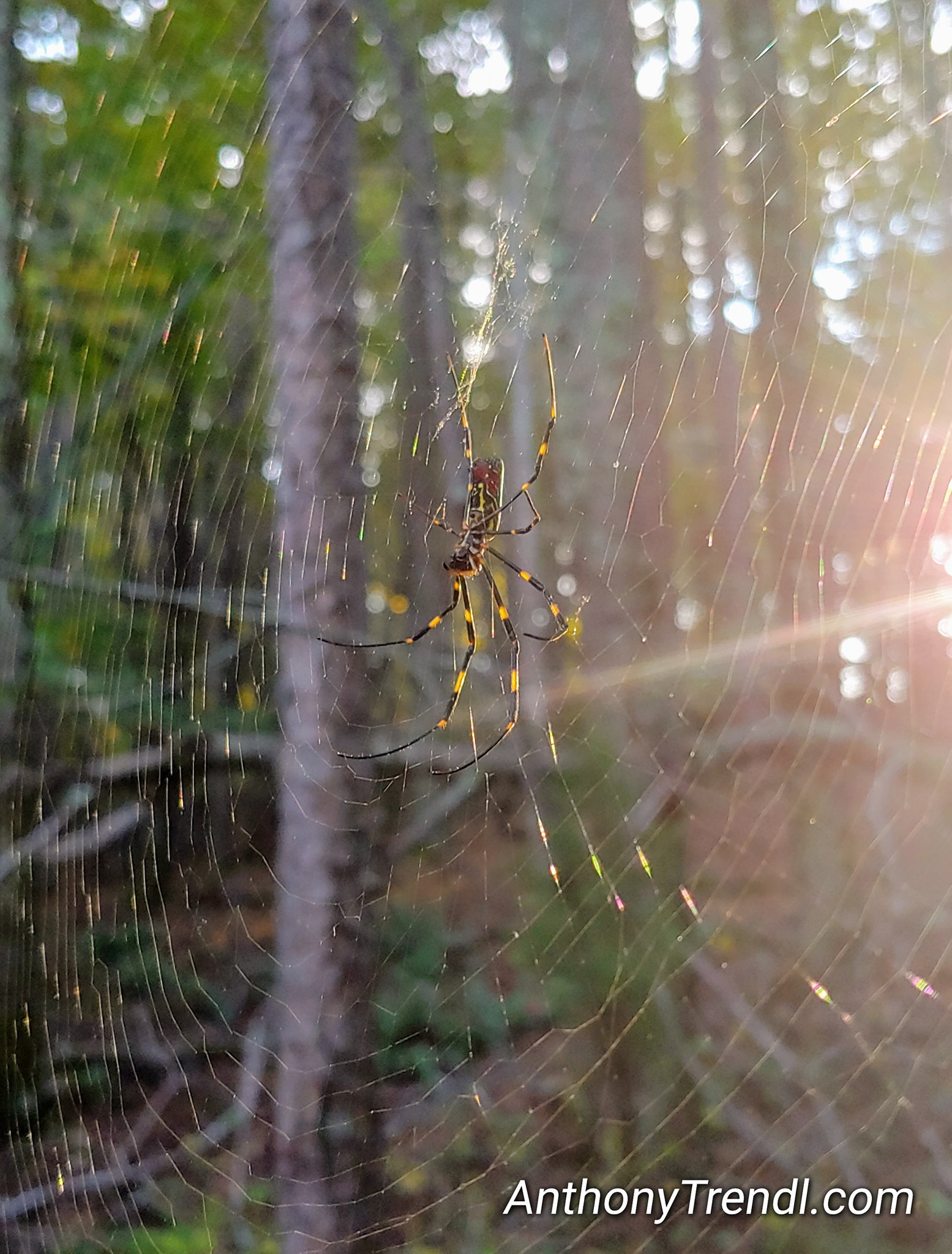 Joro Spider in the Sun