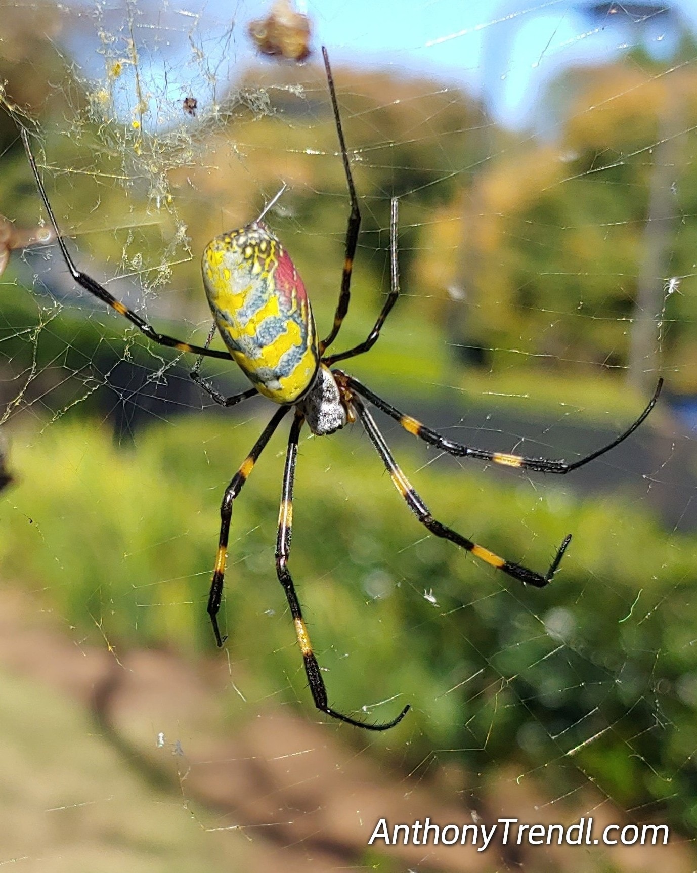 What Should You Do When You See A Joro Spider - Joro Spider Information