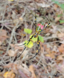 Joro Spider underside