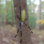 Joro Spider in the Woods