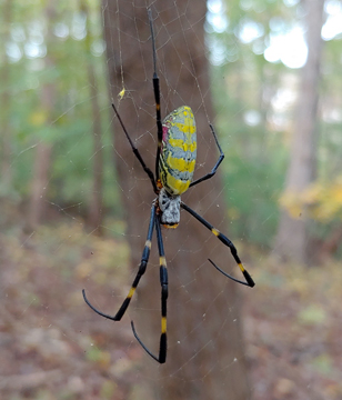 Joro Spider in the Woods