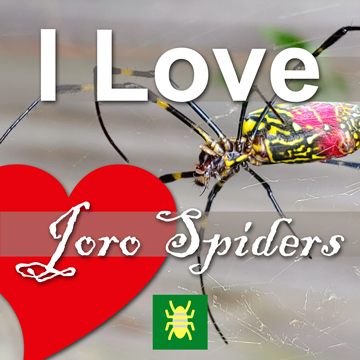 I love Joro spiders