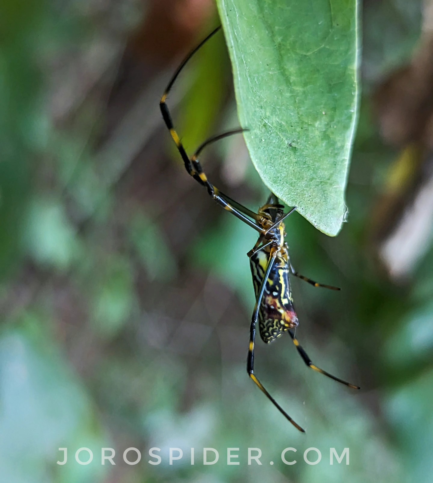 Joro spider under a leaf