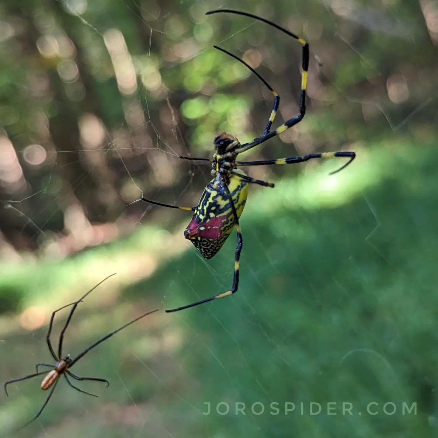 Joro Spider - male and female
