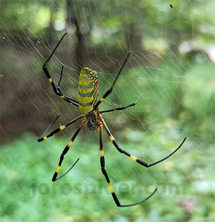 Flying spider