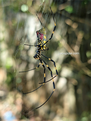 Joro Spider - Mistaken Identity
